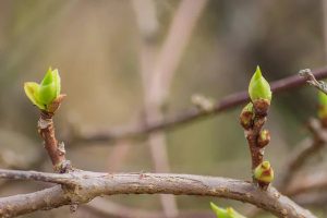 depositphotos_442496448-stock-photo-close-up-of-tree-branch.jpg